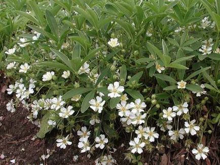 Bloodroot, ültetés és gondozás (cinquefoil) Bloodroot, ültetés és gondozás