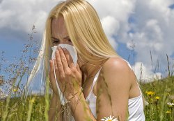 A gyógymód az allergiára a virágzás, a válaszok az orvosok, konzultáció