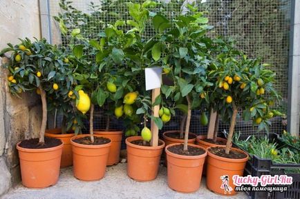 Citromfa, hogyan növekszik az otthoni gondozása érdekében citromfa