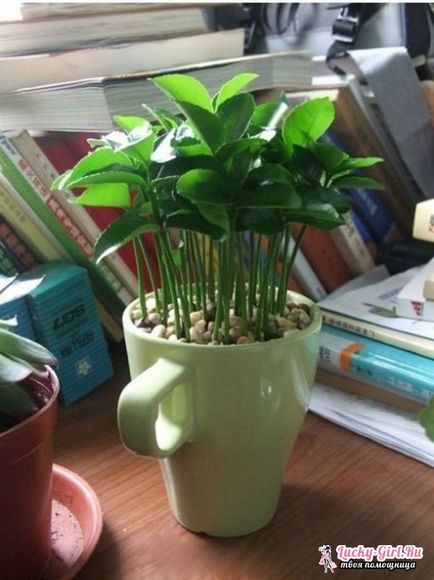 Citromfa, hogyan növekszik az otthoni gondozása érdekében citromfa