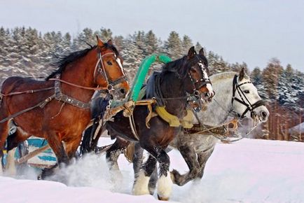 ló, nagy teherbírású