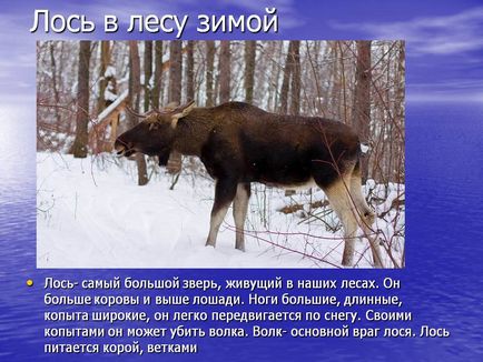 Moose az erdőben télen - Bemutató 22641-9