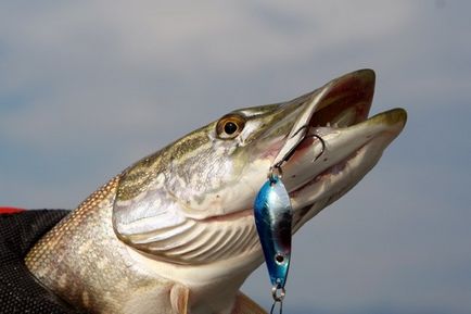Pike halászati március, horgászat csuka márciusban fonás - csuka horgászat a nyílt vízen (halászati csuka március) Pike halászati márciusban halászó csuka márciusban fonás - csuka horgászat a nyílt vízen