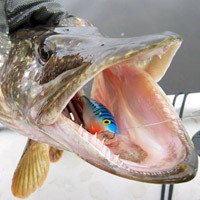 Pike halászati március, horgászat csuka márciusban fonás - csuka horgászat a nyílt vízen (halászó csuka nyílt vízen) Pike halászati márciusban halászó csuka márciusban fonás - csuka horgászat a nyílt vízen