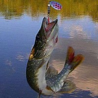 Pike halászati március, horgászat csuka márciusban fonás - csuka horgászat a nyílt vízen (csali csuka március) Pike halászati márciusban halászó csuka márciusban fonás - csuka horgászat a nyílt vízen