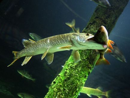 Pike halászati márciusban halászó csuka márciusban fonás - csuka horgászat a nyílt vízen (a hal csuka március) Pike halászati márciusban halászó csuka márciusban fonás - csuka horgászat a nyílt vízen