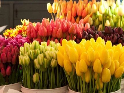 A hagymákat a tulipánok a vágott és tárolt otthon, utasítások, videók és fotók