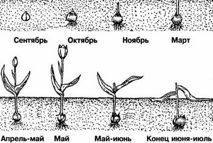 A hagymákat a tulipánok a vágott és tárolt otthon, utasítások, videók és fotók