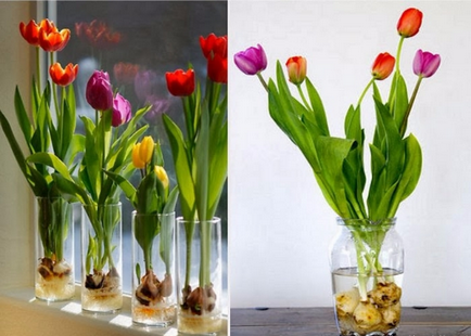 A hagymákat a tulipánok a vágott és tárolt otthon, utasítások, videók és fotók