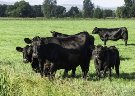 Húshasznú bikák és tehenek fotó, leírás, jellemzők (hús) Húshasznú bikák és tehenek fotó, leírás, jellemzés