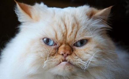 Néhány a leginkább gonosz macska fajták képekkel, vörös macska