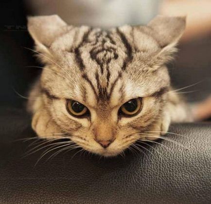 Néhány a leginkább gonosz macska fajták képekkel, vörös macska