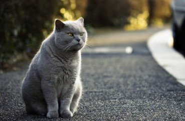 Áttekintés a macska fajták brit rövidszőrű leírás, Kittens