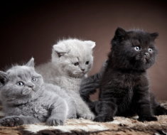 Áttekintés a macska fajták brit rövidszőrű leírás, Kittens