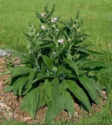 Comfrey készítmény, alkalmazás, receptek (comfrey kérelem közös tulajdonságok hasznos indikációkat ellenjavallatok infúziós vényköteles kenőcs Cook) Comfrey készítmény, alkalmazás, receptek