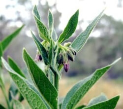 Comfrey készítmény, alkalmazás, receptek (fekete nadálytő) Comfrey készítmény, alkalmazás, receptek