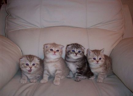 Színek macskák Scottish fold fekete, csokoládé, piros, fehér, márvány, lila