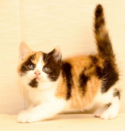 Színek macskák Scottish fold fekete, csokoládé, piros, fehér, márvány, lila