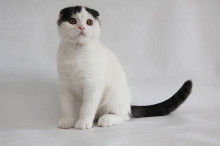 Színek macskák Scottish fold fekete, csokoládé, piros, fehér, márvány, lila