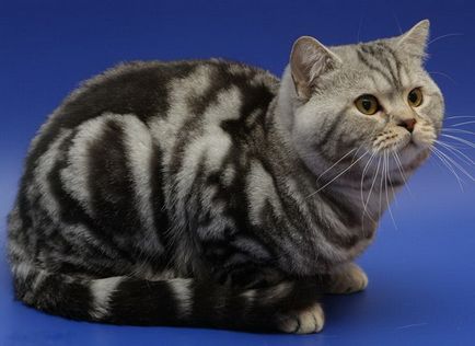 Színek cirmos (cirmos) brit macska