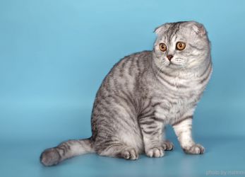 Színes skót Fold macska