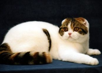 Színes skót Fold macska