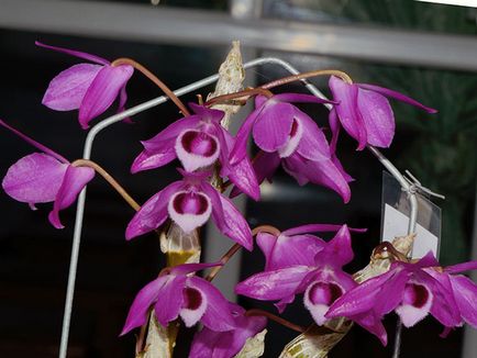 Dendrobium orchidea - otthoni gondozást Dendrobium szaporítás és az átültetést követően Dendrobium