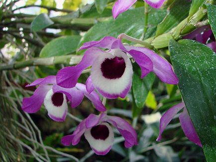 Dendrobium orchidea - otthoni gondozást Dendrobium szaporítás és az átültetést követően Dendrobium