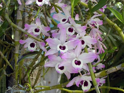 Dendrobium orchidea - otthoni gondozást Dendrobium szaporítás és az átültetést követően Dendrobium