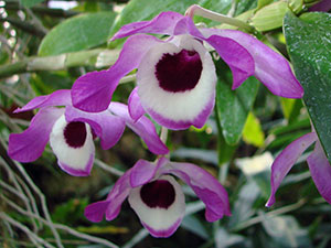 Dendrobium orchidea - otthoni gondozást Dendrobium szaporítás és az átültetést követően Dendrobium