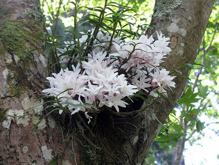 Dendrobium orchidea - otthoni gondozást Dendrobium szaporítás és az átültetést követően Dendrobium