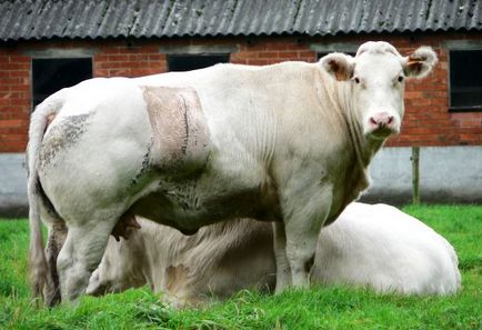 Jellemzők kék belga tehén és méltóság