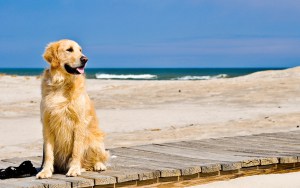 Fekete és Azovi-tenger Nyaralás kutyával, rendeletek és ajánlások, a világ a háziállat