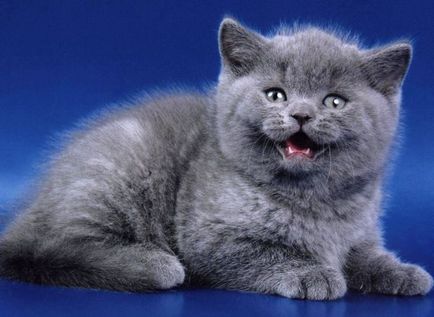 Különbségek a brit macskák és kiscicák skót megjelenés, karakter és egyéb
