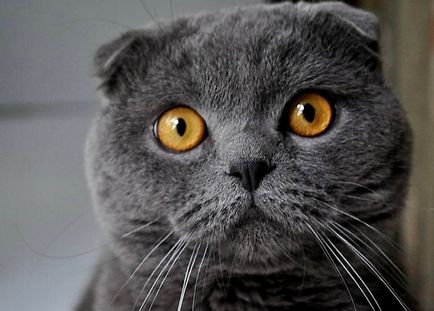 Különbségek a brit macskák és kiscicák skót megjelenés, karakter és egyéb