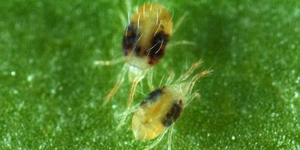 Spider atkák az uborkára vegyi anyagok és a hagyományos módszerek kártevőirtás, valamint a (tick) Takácsatkák uborkára vegyi anyagok és a hagyományos módszerek kártevők elleni védekezés, és