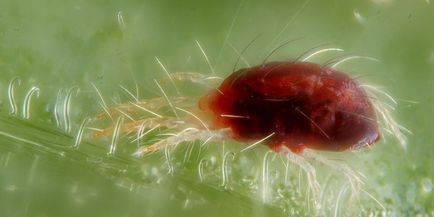 Spider atkák az uborkára vegyi anyagok és a hagyományos módszerek kártevőirtás, valamint a (uborka) Takácsatkák uborkára vegyi anyagok és a hagyományos módszerek kártevők elleni védekezés, és