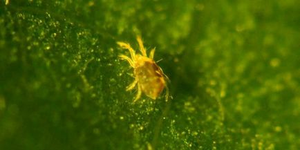 Spider atkák az uborkára vegyi anyagok és a hagyományos módszerek kártevőirtás, valamint a (kémiai) Takácsatkák uborkára vegyi anyagok és a hagyományos módszerek kártevők elleni védekezés, és