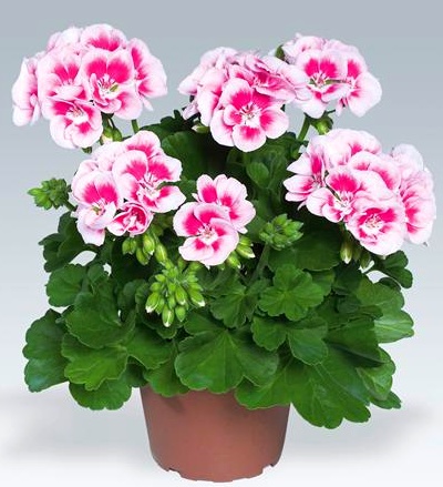 Zonális Pelargonium termesztési és ápolási otthon