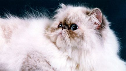 Perzsa macskák története megjelenés, viselkedés és gondozás (cat) Perzsa macskák története megjelenés, viselkedés és gondozás