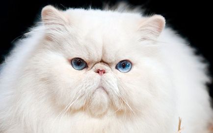 Perzsa macskák története megjelenés, viselkedés és gondozás (perzsa) Perzsa macskák története megjelenés, viselkedés és gondozás