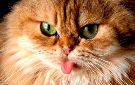 Perzsa macskák története megjelenés, viselkedés és gondozás (cat) Perzsa macskák története megjelenés, viselkedés és gondozás