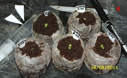Petunia - lecsapó és növekedni palánták