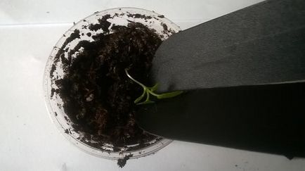 Petunia - lecsapó és növekedni palánták