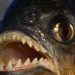 Piranha (50 kép) Érdekes tények, amelyek a fogak krasnobryuhoy hal él az Amazon, leírás, videó