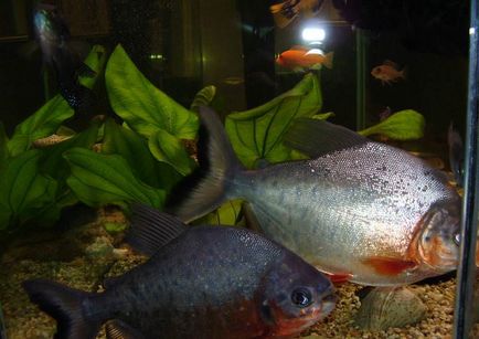 Piranha (50 kép) Érdekes tények, amelyek a fogak krasnobryuhoy hal él az Amazon, leírás, videó