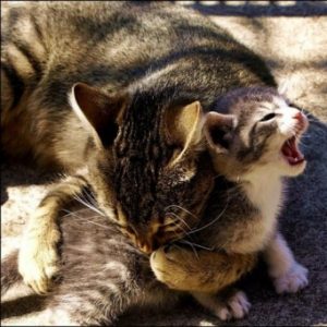 Miért macska kiscicák transzferek egy másik helyre
