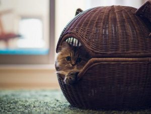 Miért macska kiscicák transzferek egy másik helyre