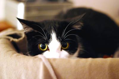 Miért macskák félnek a porszívó (cat) Miért macskák félnek a porszívó