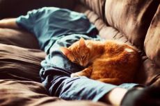 Miért macskák aludni a férfi